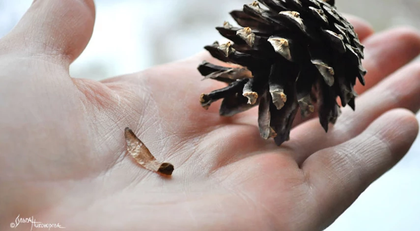 Сбор семян сосны