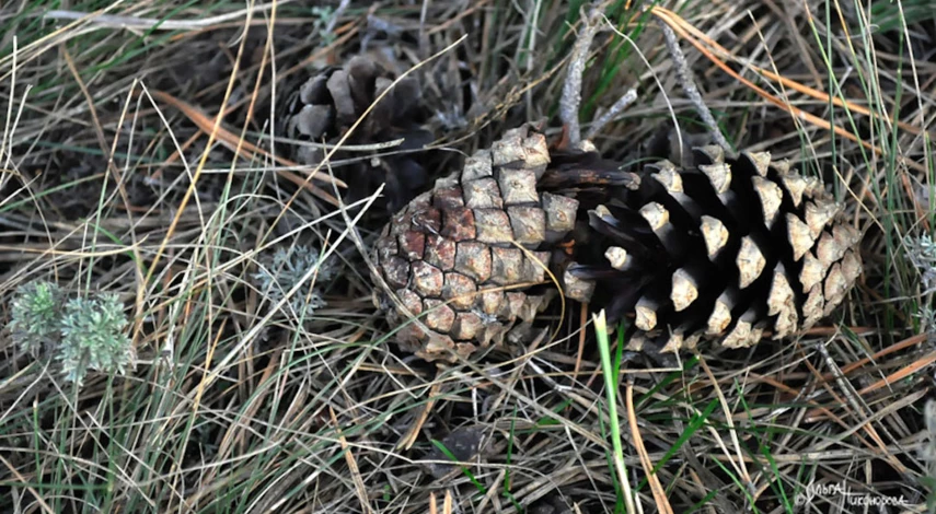 Когда собирать шишки сосны на семена