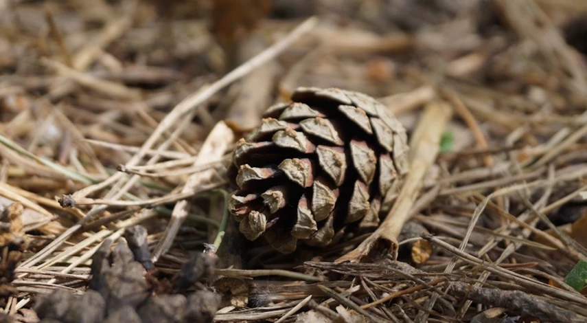 Выращивание сосны из семян
