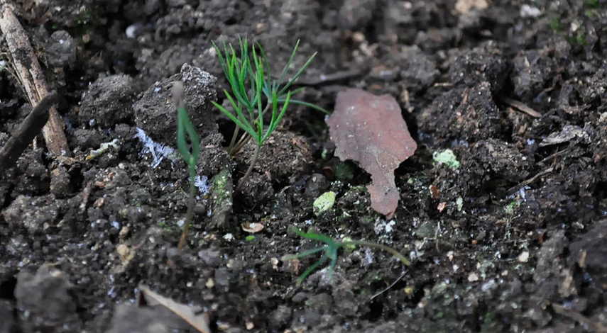 Посев сосны семенами