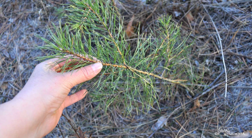 Как посадить сосну из семян