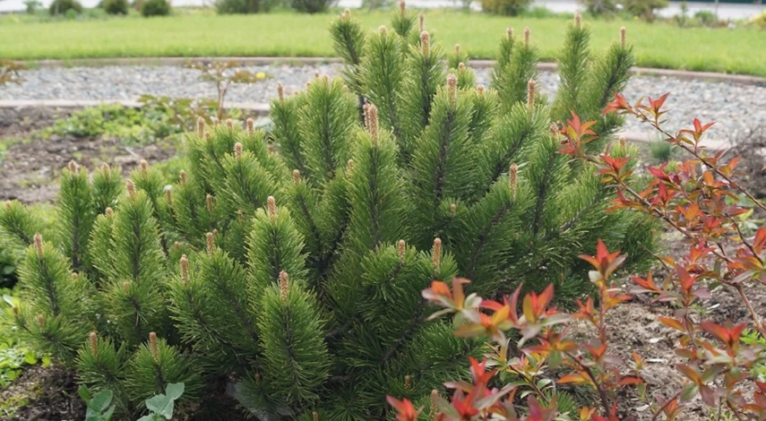 Сосна выращенная в горшке из семян