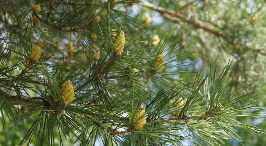 Посадка семян сосны