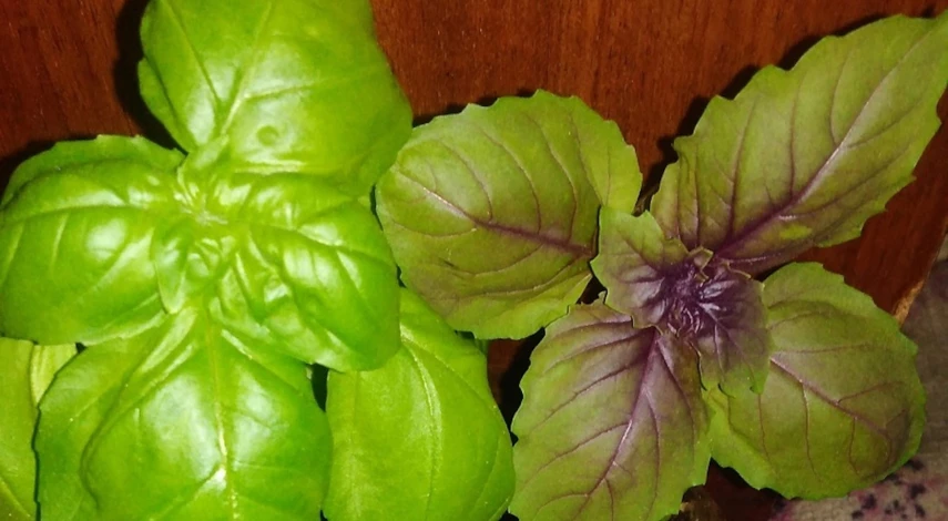 Базилик в домашних условиях