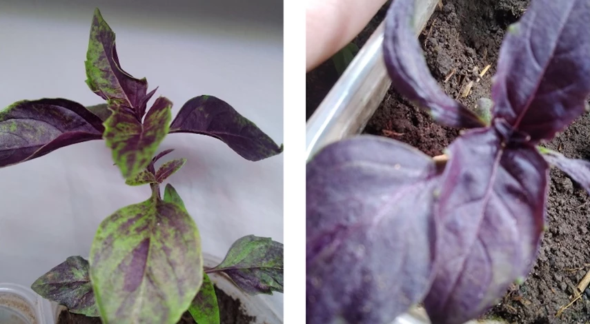 Базилик из семян дома