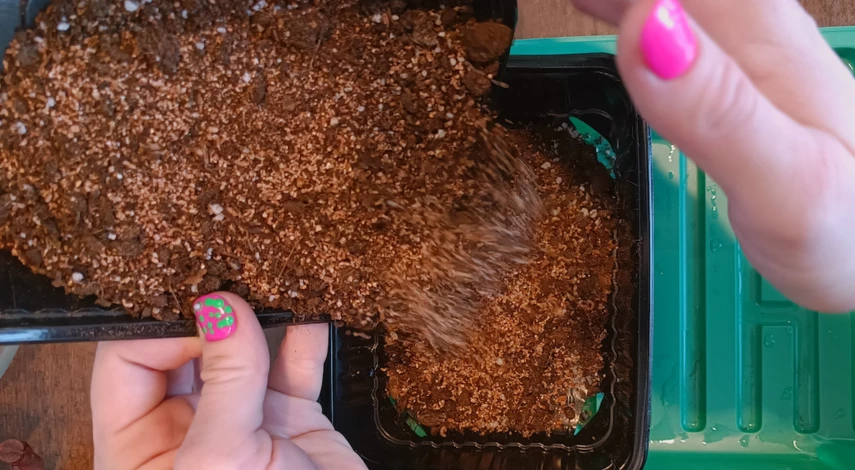 Как размножить кактус в домашних условиях