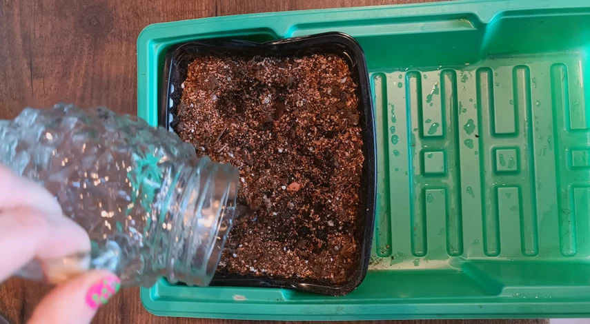 Способ размножения кактуса