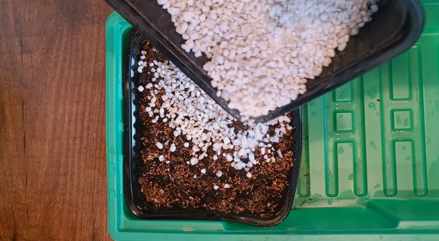 Как размножить кактус