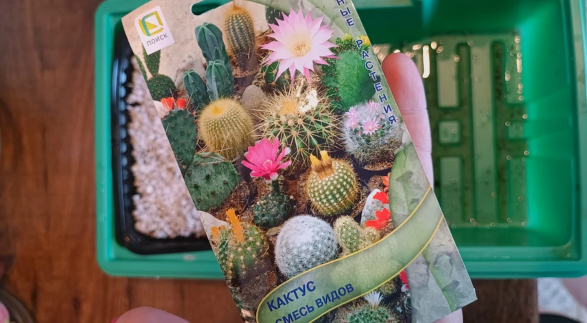 Размножение кактусов в домашних условиях
