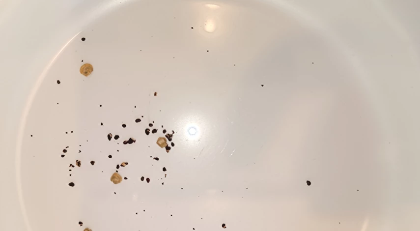 Кактус опунция размножение