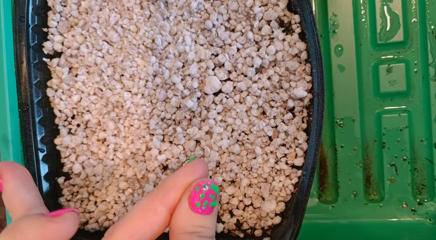 Размножение кактуса семенами