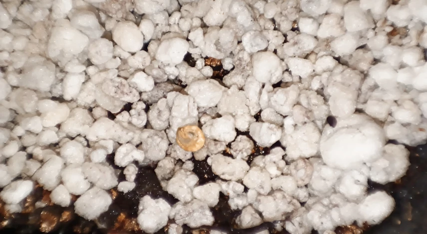 Кактус молочай как размножить