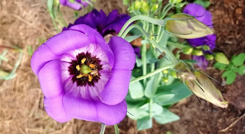 как сеять эустому на рассаду