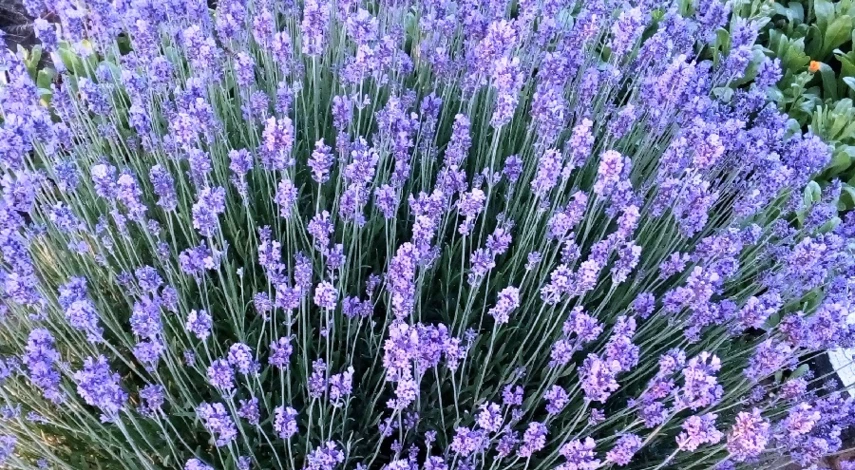 как сеять лаванду на рассаду в декабре