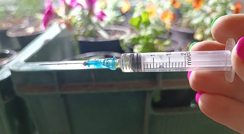 Как размножить кактус семенами