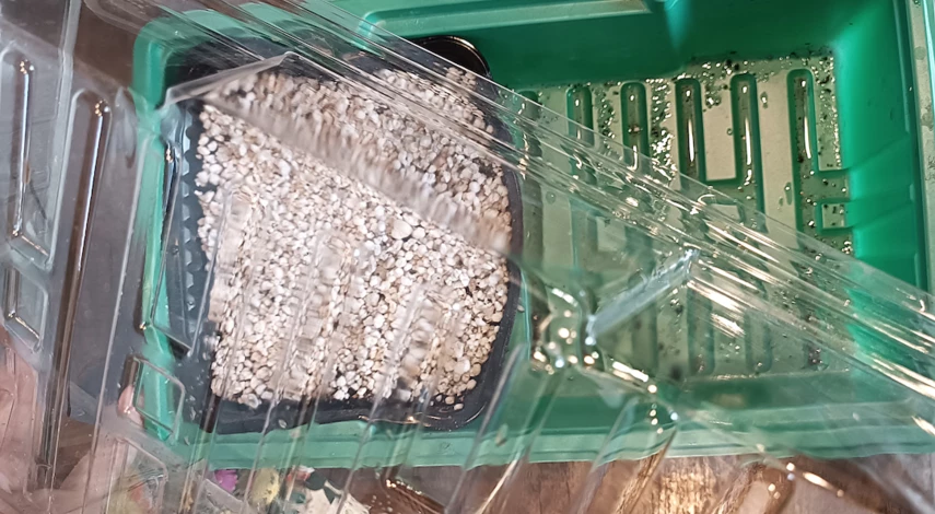 Кактус опунция как размножить