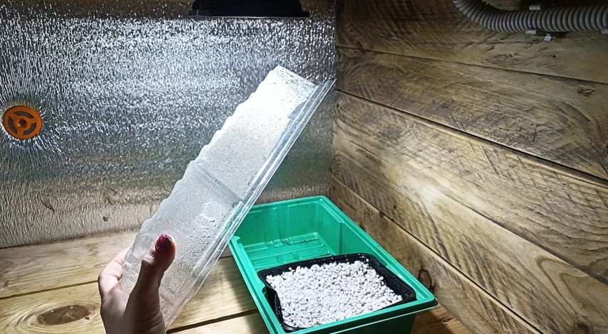 Кактус молочай (трехгранный) размножение