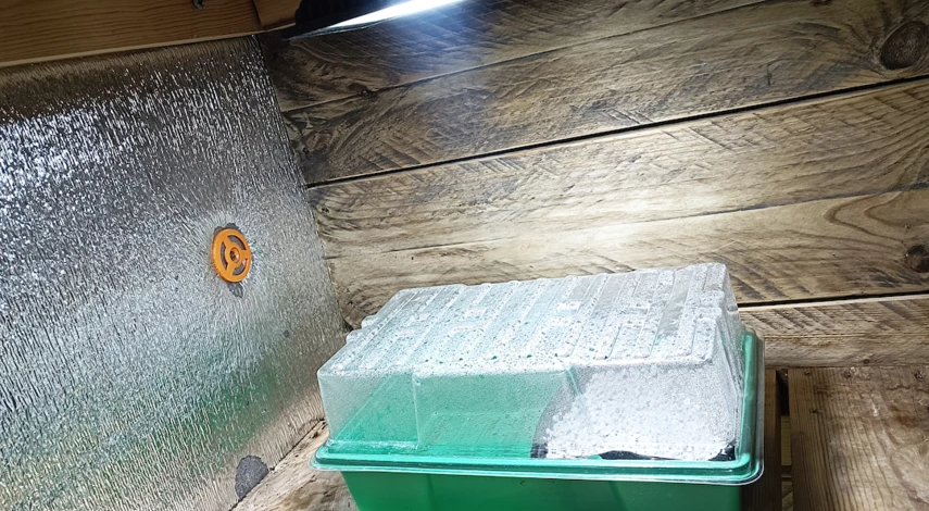 семенное размножение кактуса