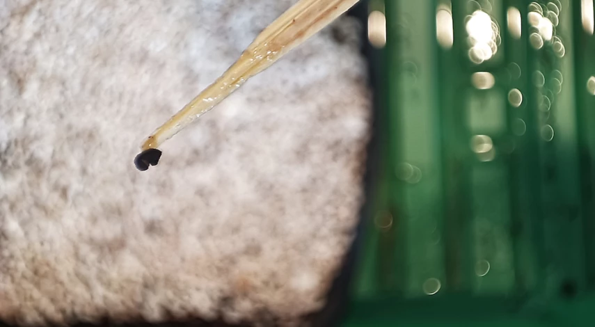 Посадка семян кактуса