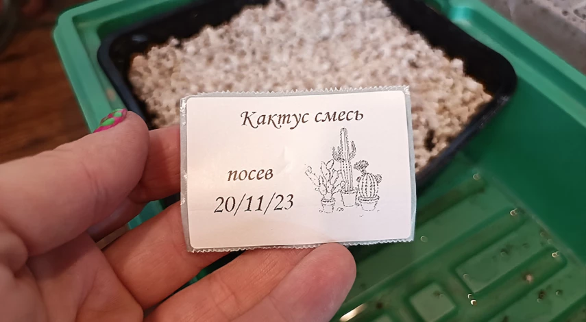 размножить кактусы семенами