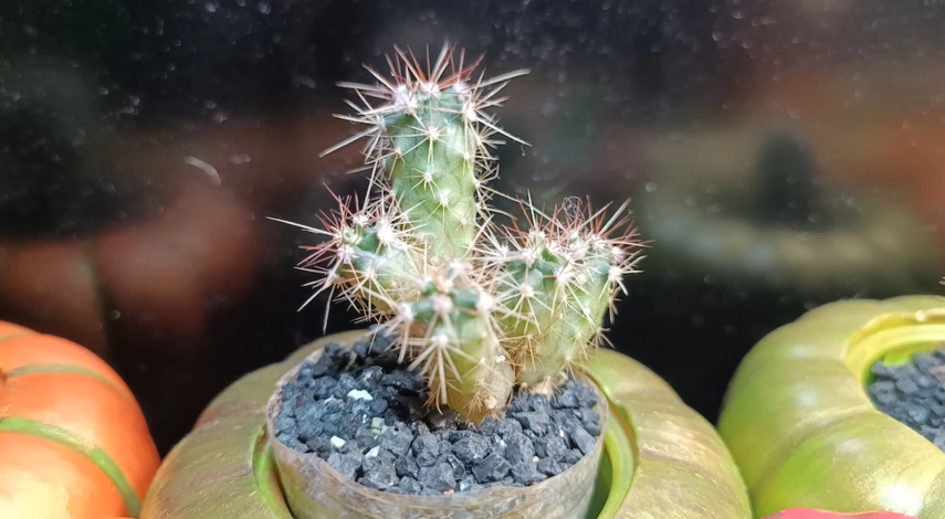 Как размножить кактус детками