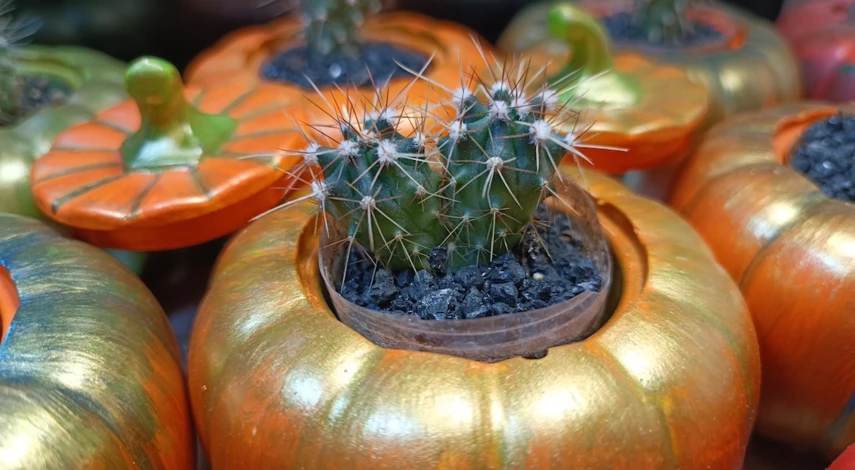 Размножение кактуса черенками