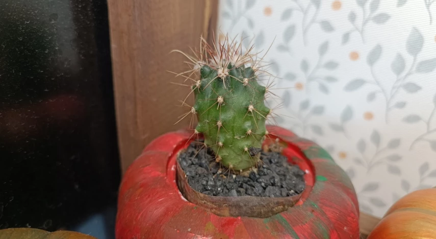 Размножаем кактус черенками