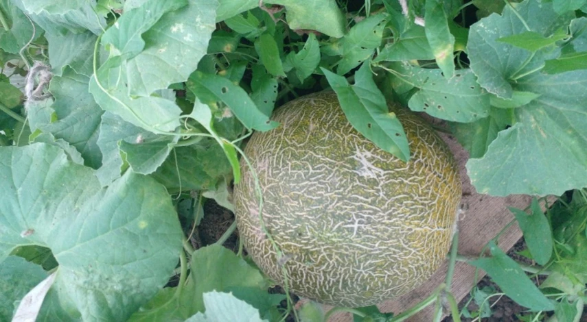 выращивание дыни рассадой