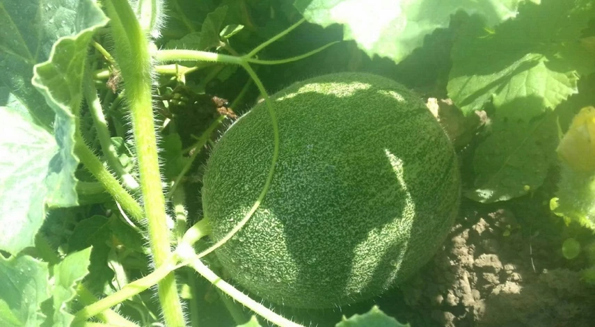 выращивание дыни в теплице