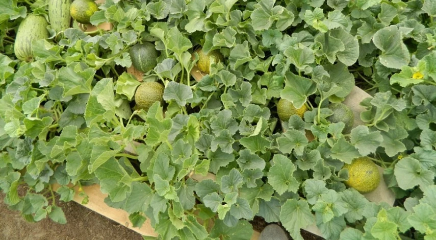 дыня выращивание уход