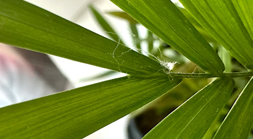 вредитель паутинный клещ