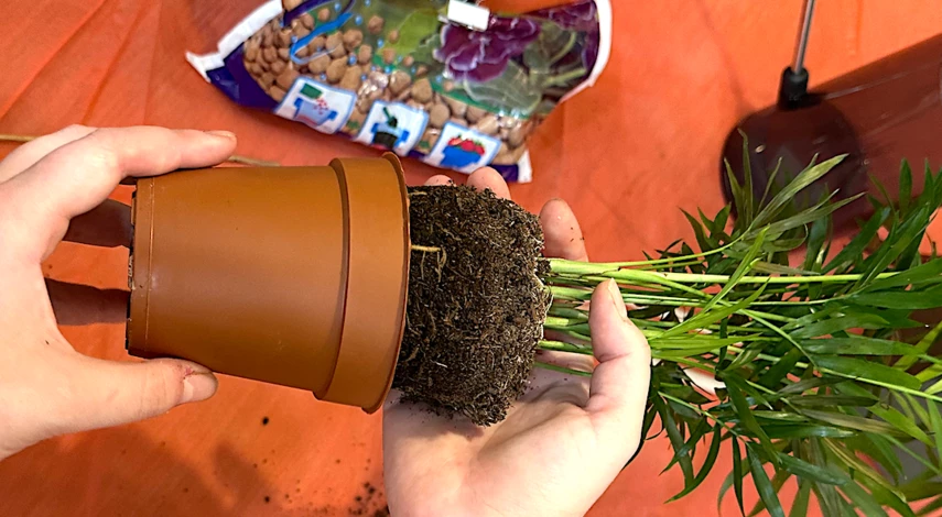 как пересадить хамедорею