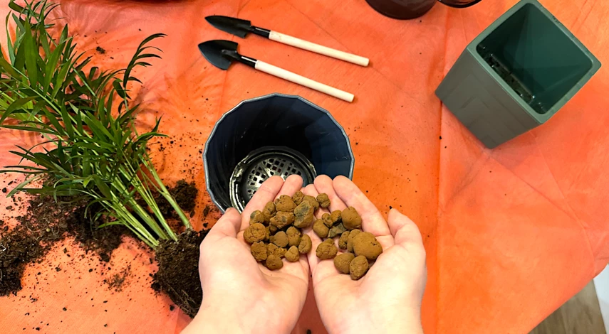 как пересадить хамедорею в домашних