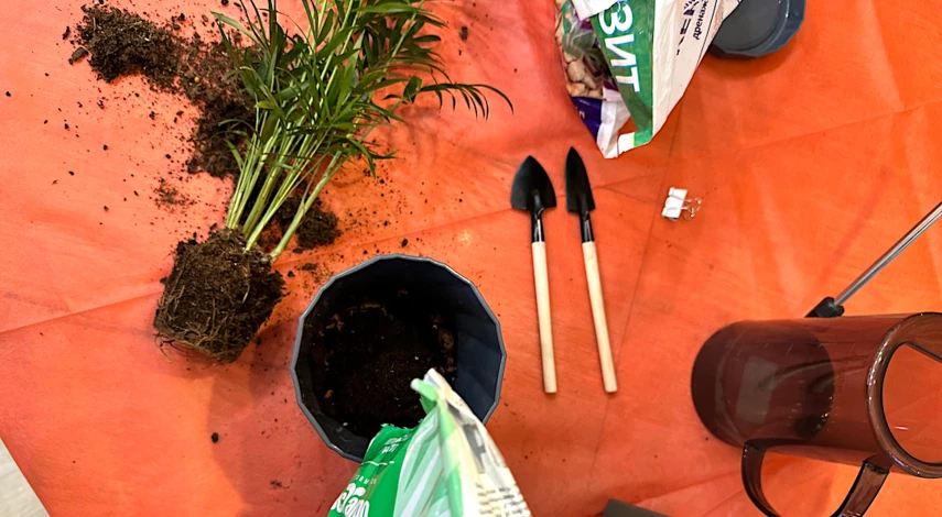 хамедорея пересадка в домашних условиях