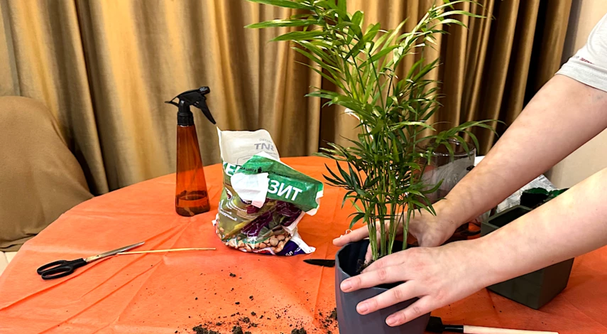 посадка хамедореи в новый горшок