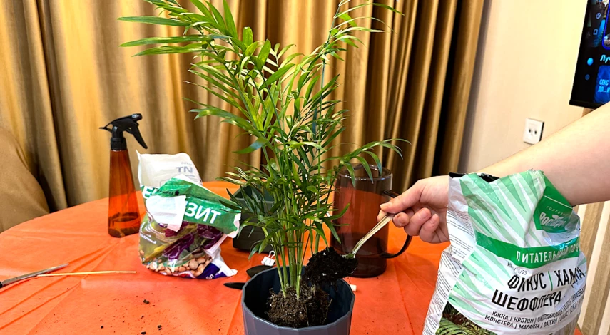 хамедорея грунт для пересадки