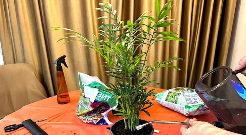 полив хамедореи