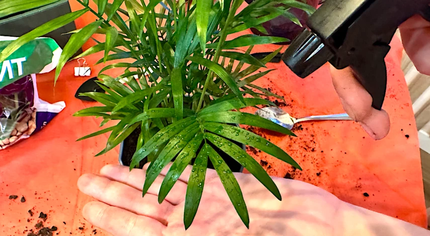 опрыскивание хамедореи