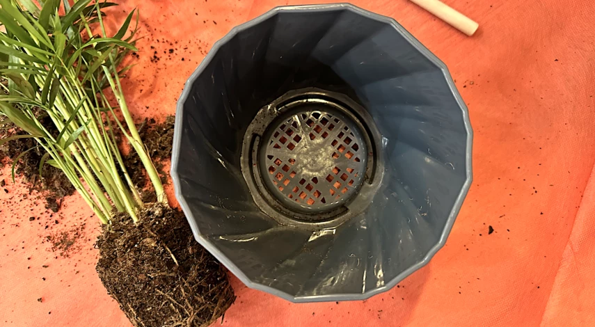 горшок для хамедореи