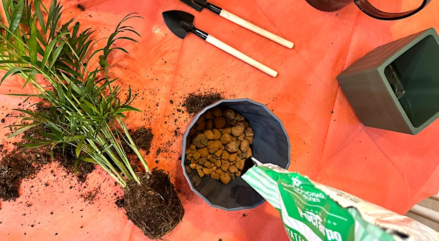 пересадить хамедорею