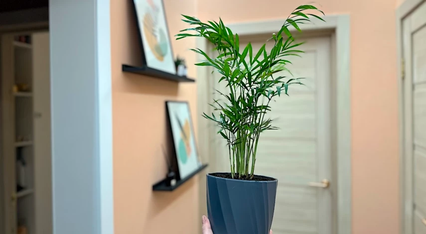 хамедорея пересадка и уход