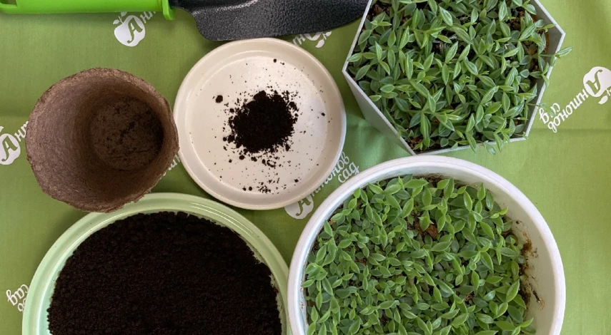 Удобрение спитым кофе