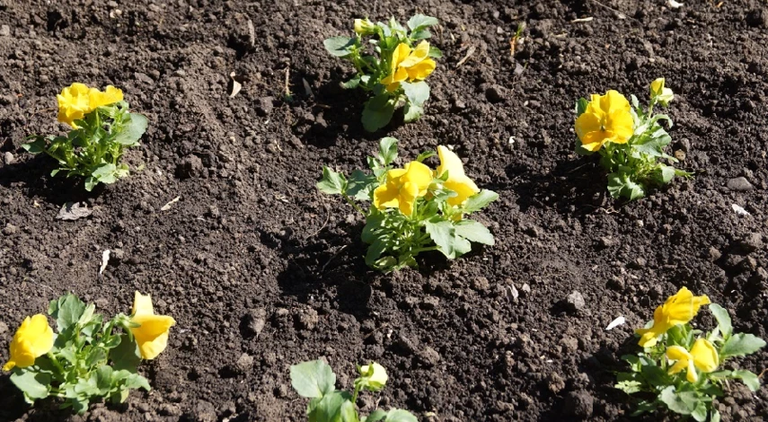 Жмых от кофе для цветов