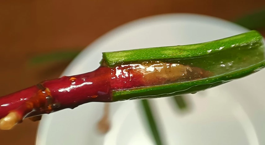 Алоэ вместо корневина