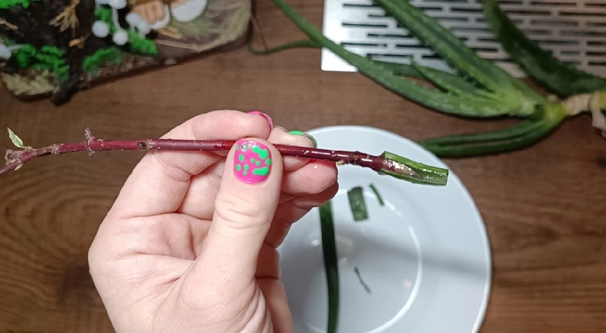 Алоэ для укоренения растений