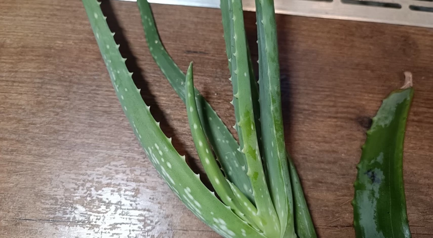 Алоэ для подкормки растений