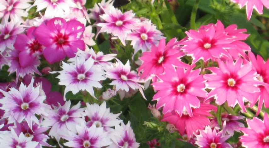 однолетние цветы название