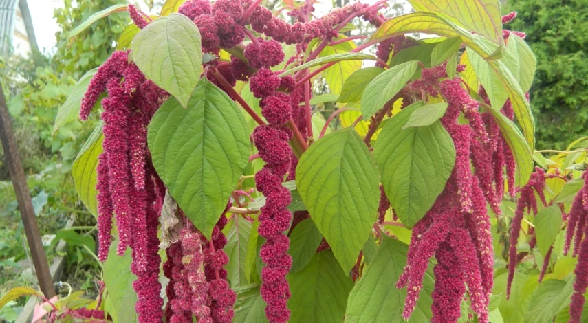 цветы однолетники