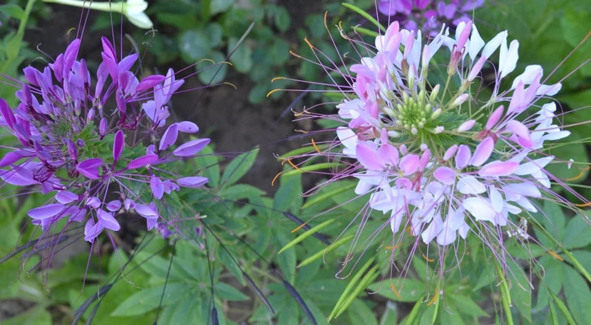 однолетние цветы цветущие