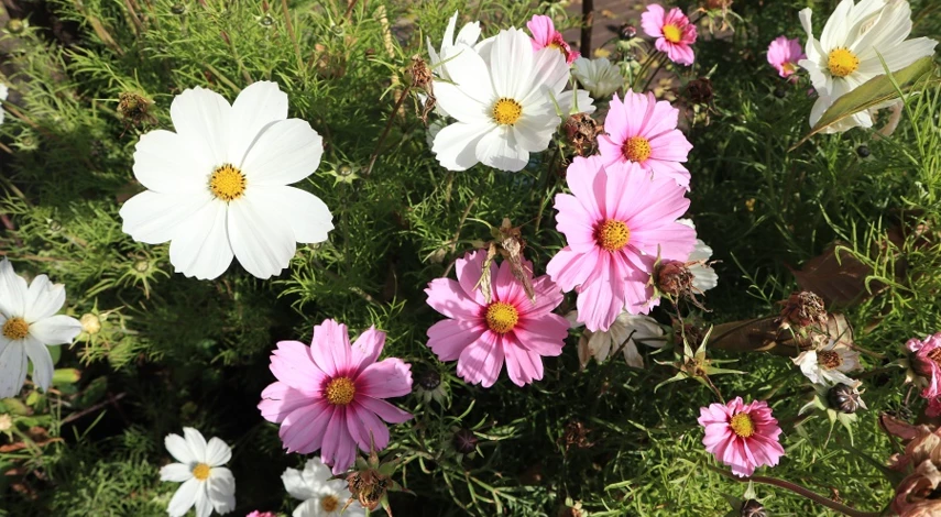 однолетники цветущие